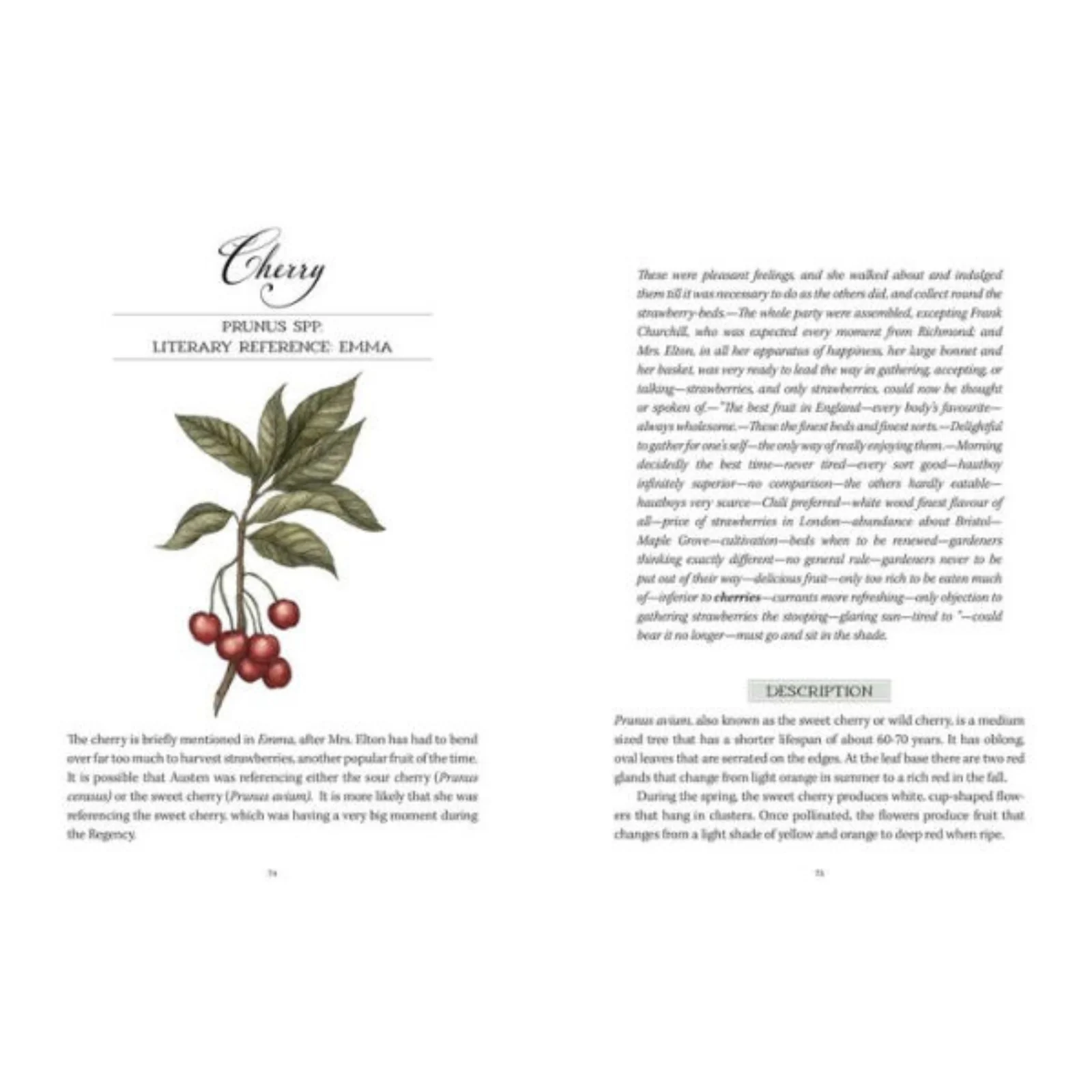 Jane Austen's Garden: A Botanical Tour of the Classic Novels - Image 3