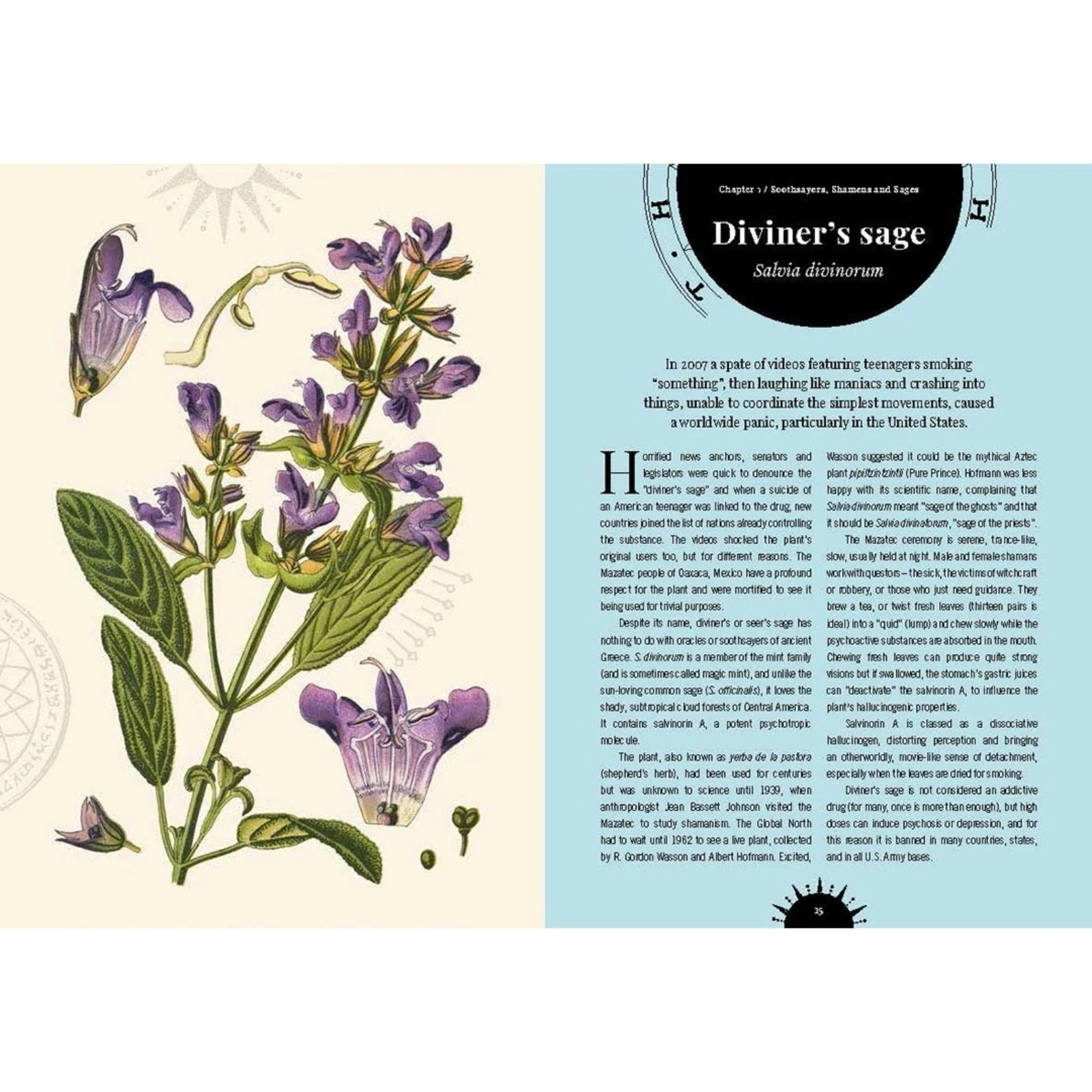 The Psychedelic Garden: Mind-altering Plants in Folklore, Superstition and Popular Culture - Image 3