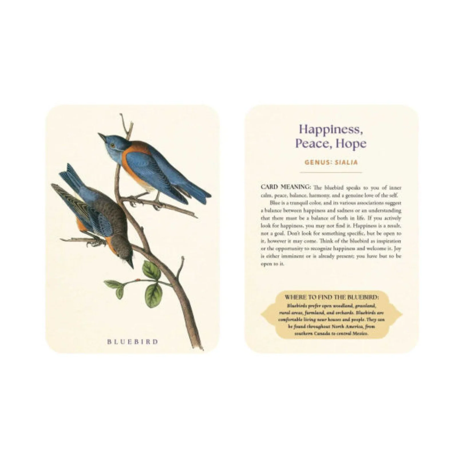 The Spiritual Meaning of Birds Oracle Deck: Discover the Wisdom & Insight of These Divine Winged Messengers - Image 3