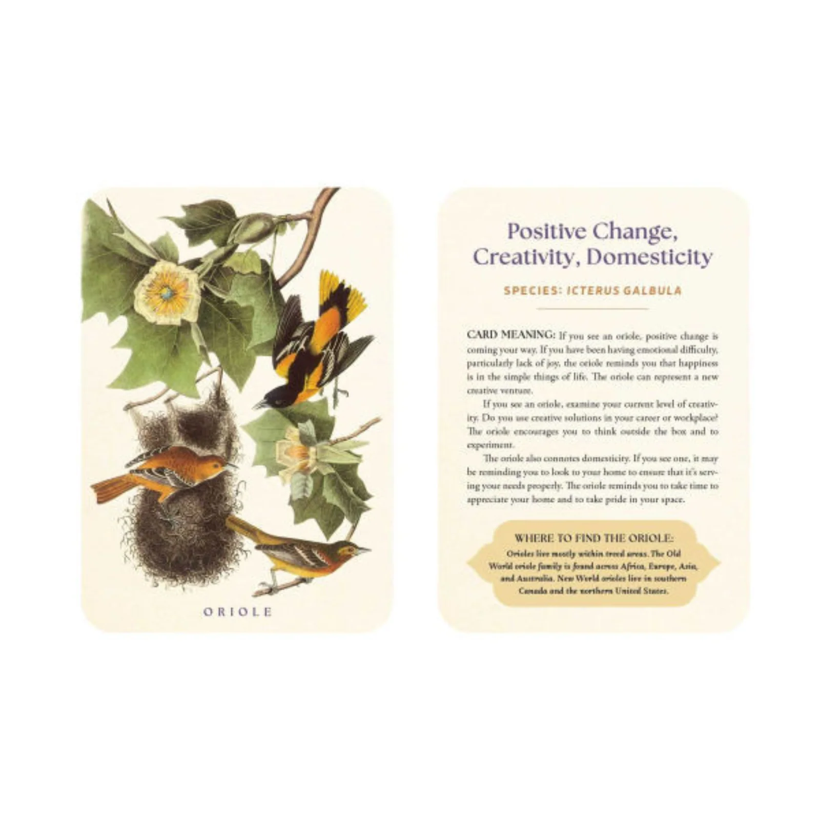 The Spiritual Meaning of Birds Oracle Deck: Discover the Wisdom & Insight of These Divine Winged Messengers - Image 4